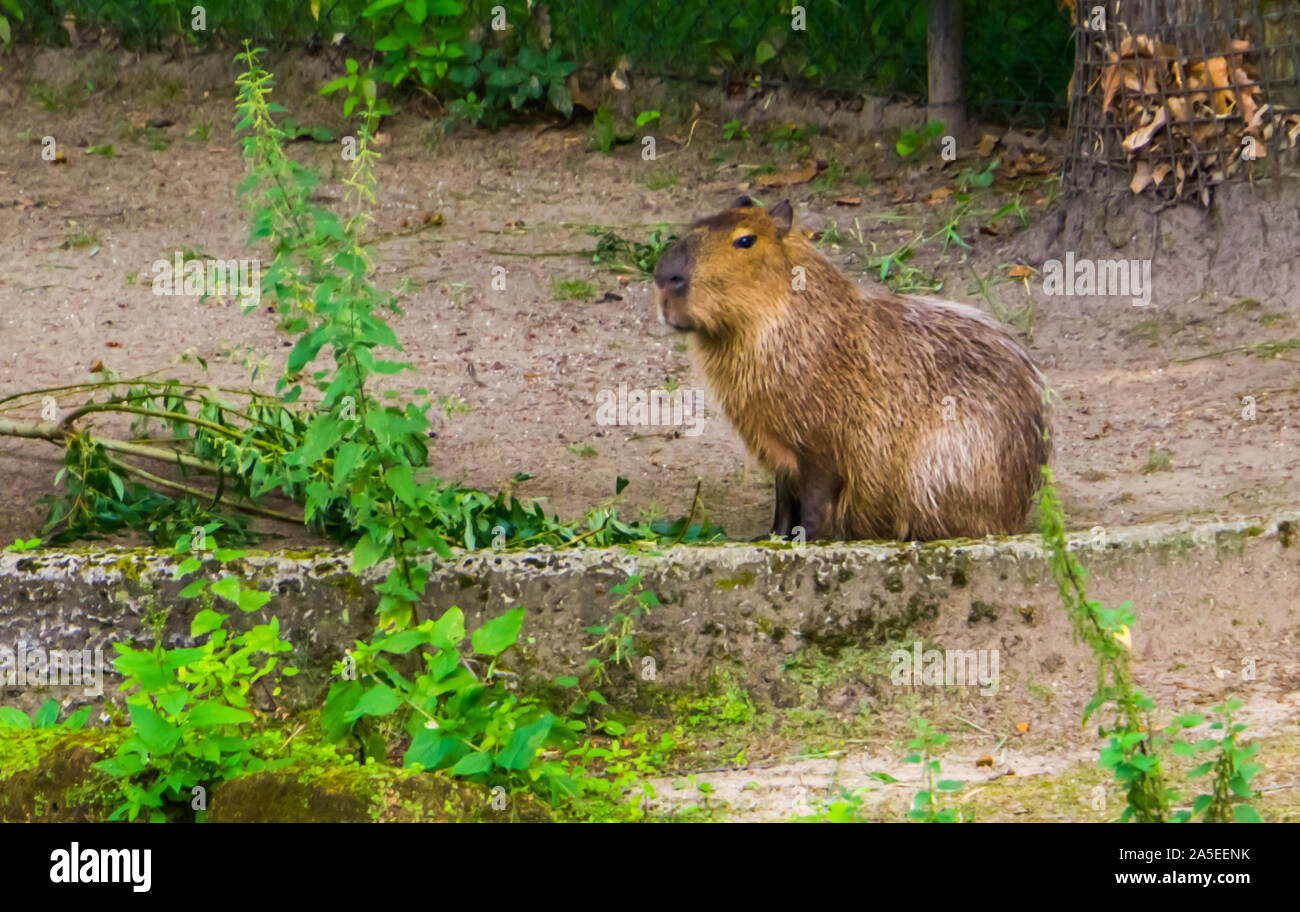 portrait of a capybara, worlds largest cavy specie, Tropical rodent from south America Stock Photo