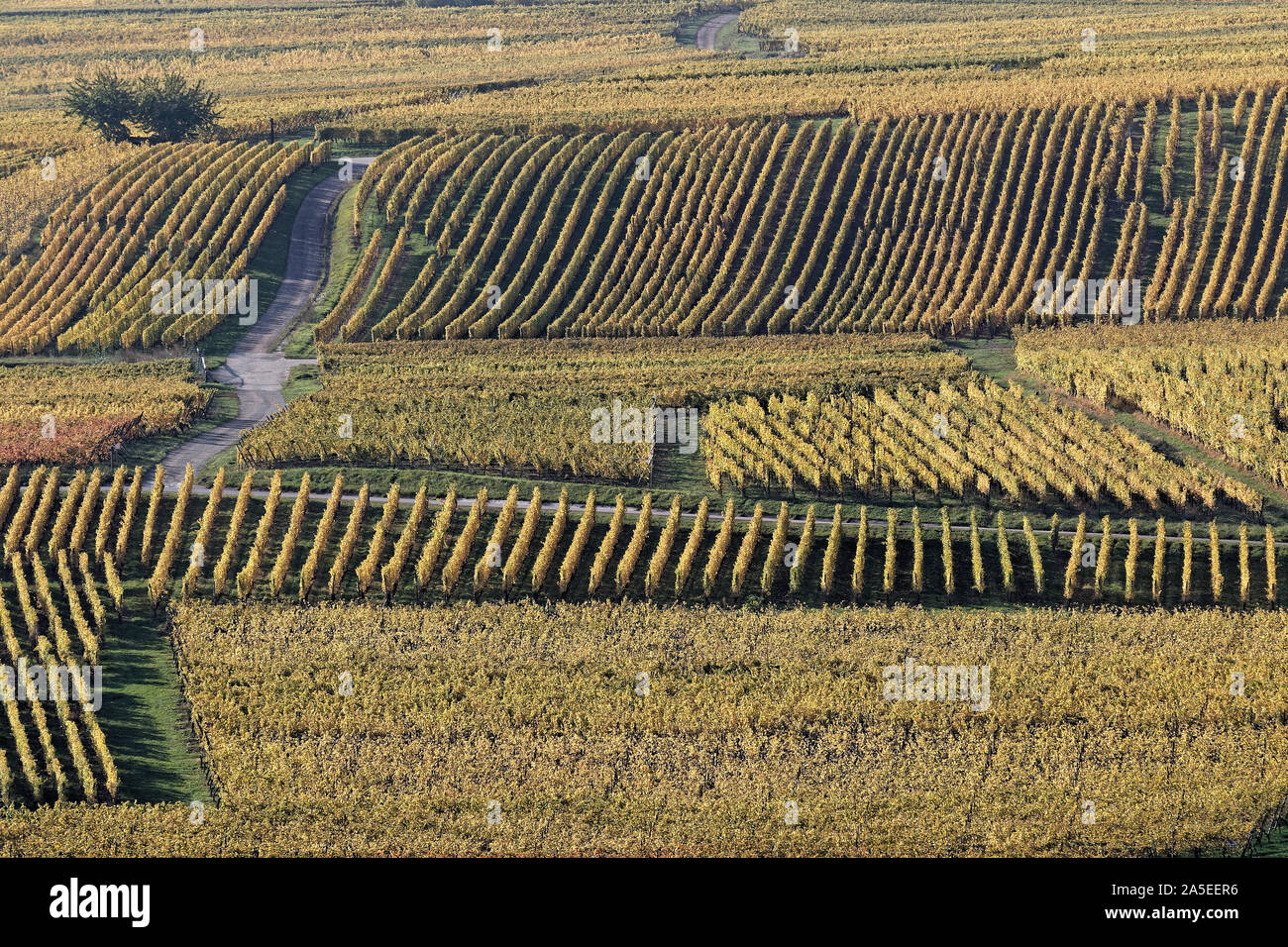 Lines of vine routes draw the landscape of Alsace Stock Photo