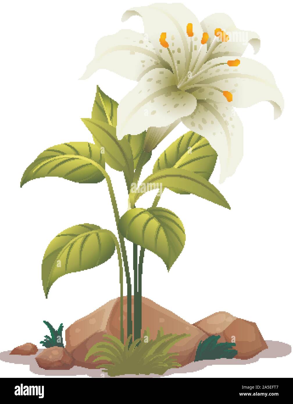 One white lily with leaves on white background illustration Stock ...