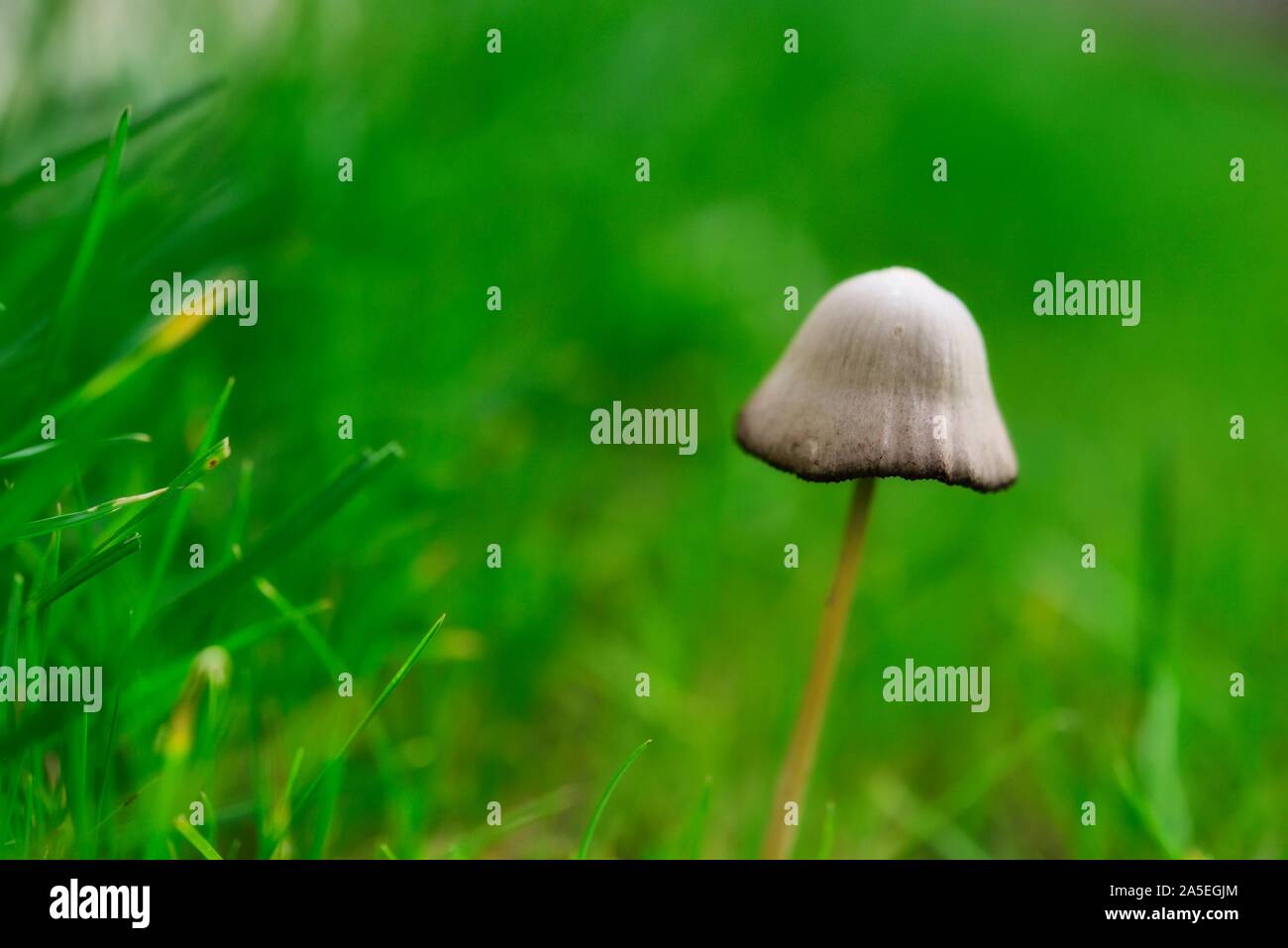 Garden fungi hires stock photography and images Alamy
