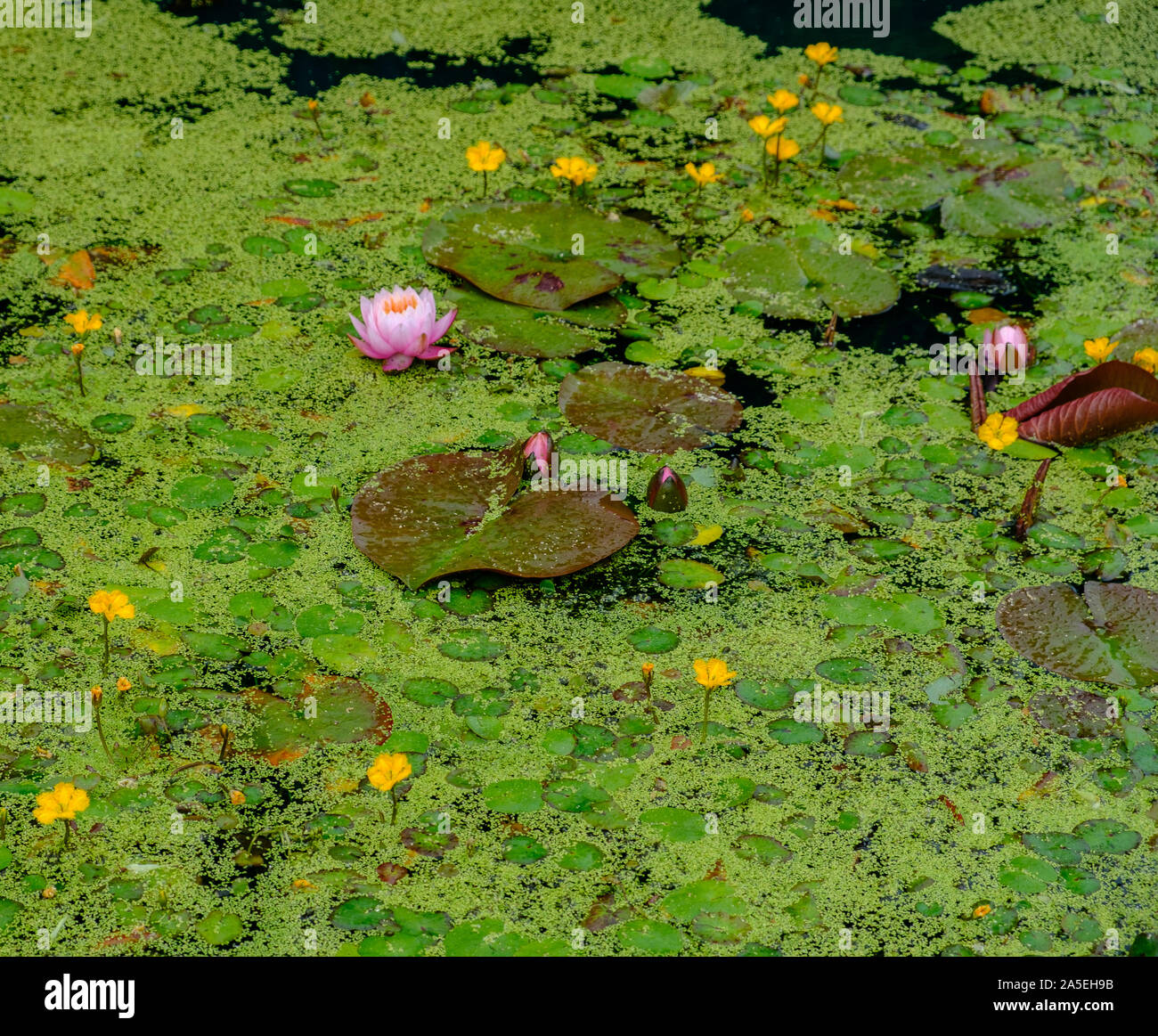 Water lilies and other floating vegetation in a pond in the Royal Botanic Gardens in Edinburgh, Scotland, UK Stock Photo