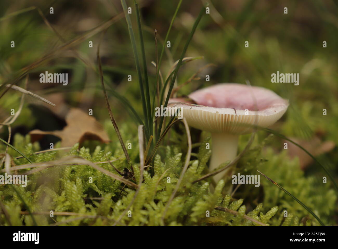 Birch brittlegill a beautiful pink toad stool growing close to birch trees Stock Photo