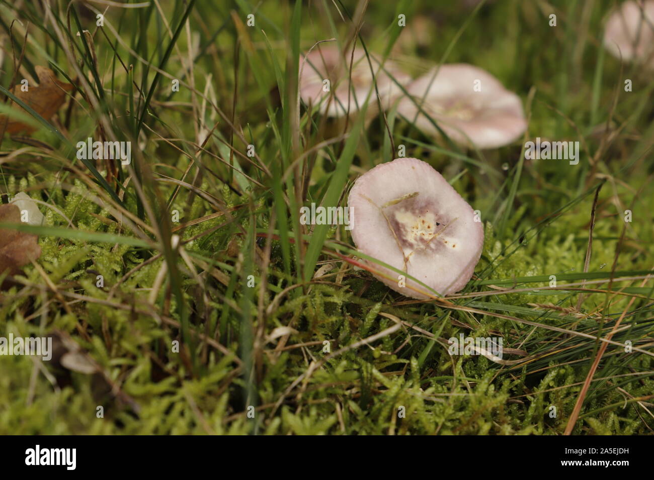 Birch brittlegill a beautiful pink toad stool growing close to birch trees Stock Photo