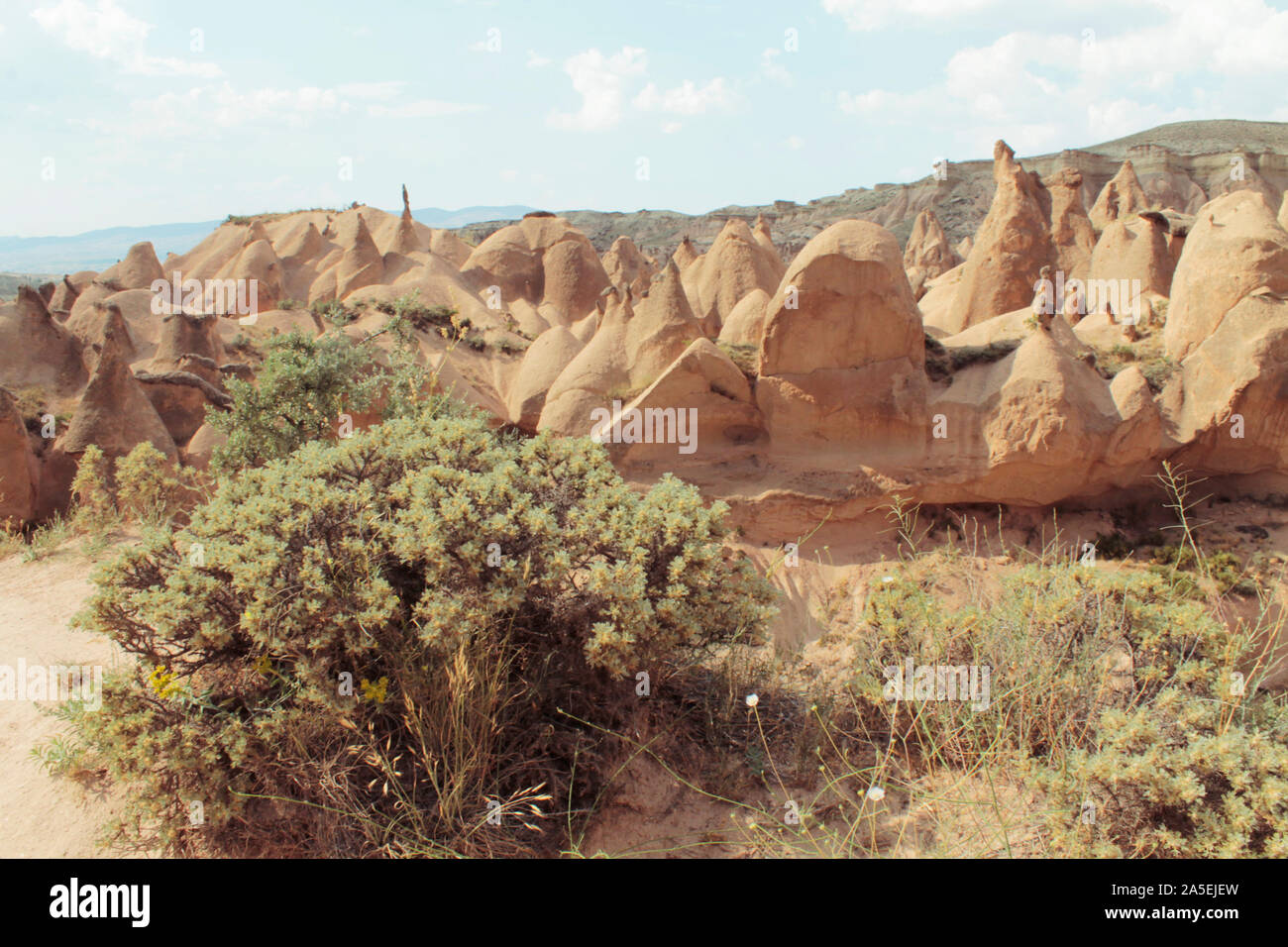 A bush and rocky hills. Panoramic view of Cappadocia, Turkey. Landscape