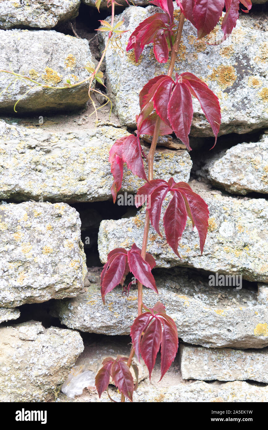 Parthenocissus quinquefolia,Virginia creeper covering a cotswold stone wall Stock Photo