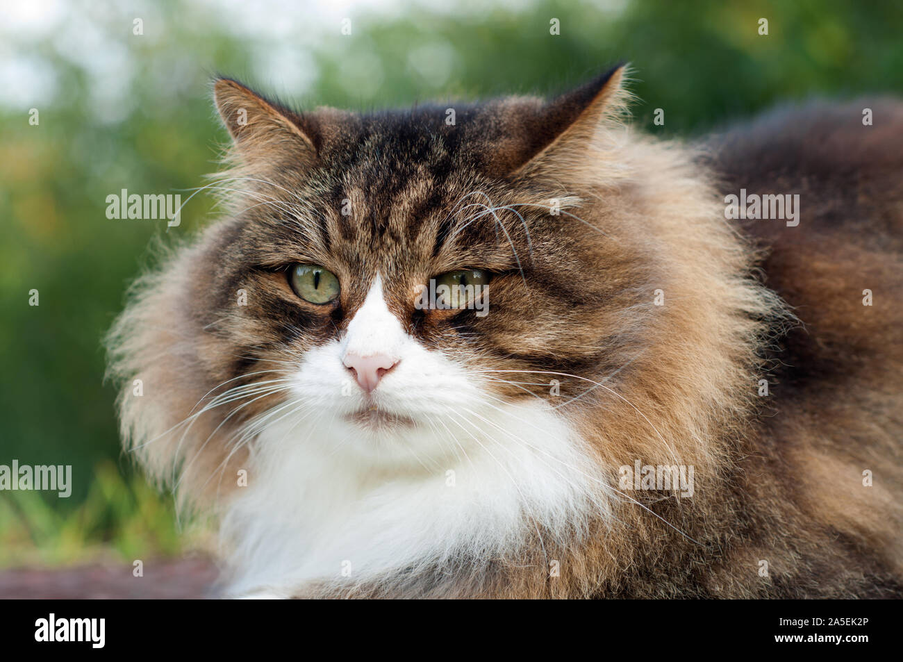 close up front  face of a tabby beautiful fluffy cat with very long hair, whiskers and eyebrows Stock Photo