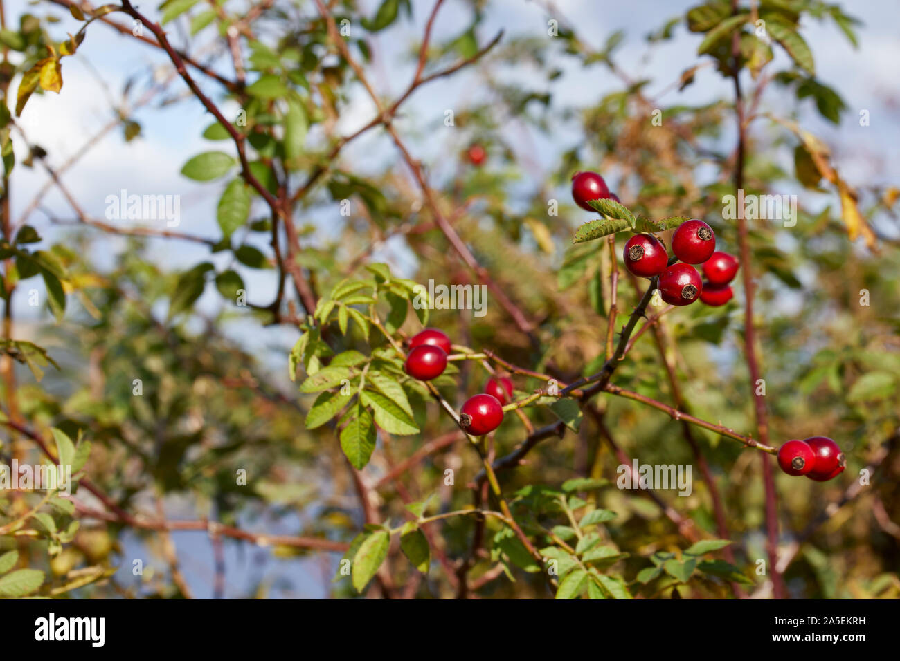 Ripe Rose Hips at the view point at the Sutors of Cromarty. 23/09/19 Stock Photo
