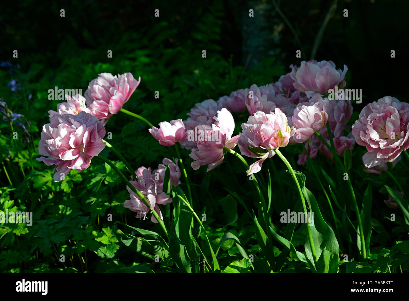 Tulip Angelique,double,double peony shaped,flowers,flower,flowering,double tulips,pink,blush pink,color,colour,colored,coloured,RM Floral Stock Photo
