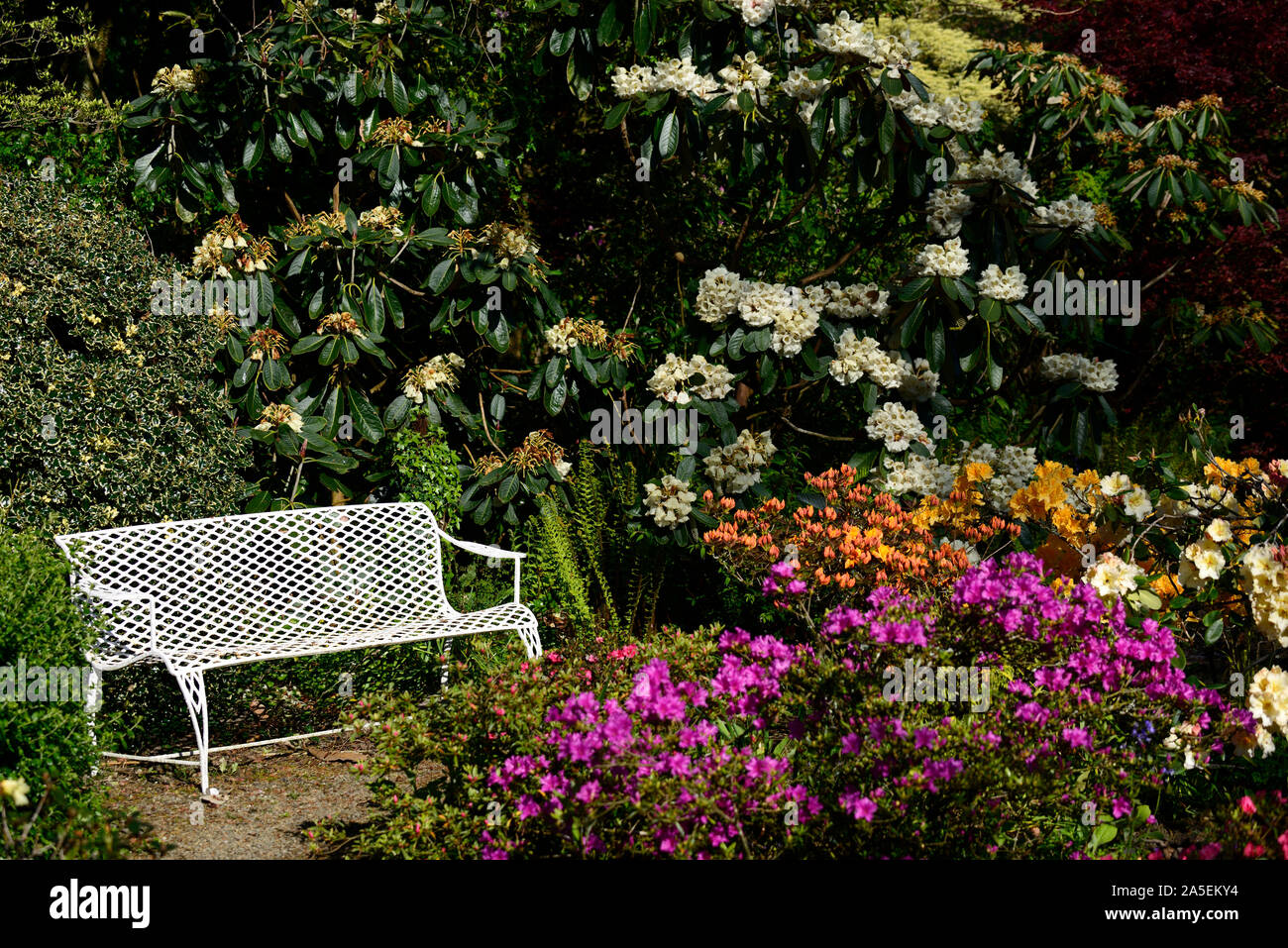 white metal seat,seating,bench,spring,rhododendrons,azaleas,white,pink,orange,flower,flowers,flowering,RM Floral Stock Photo