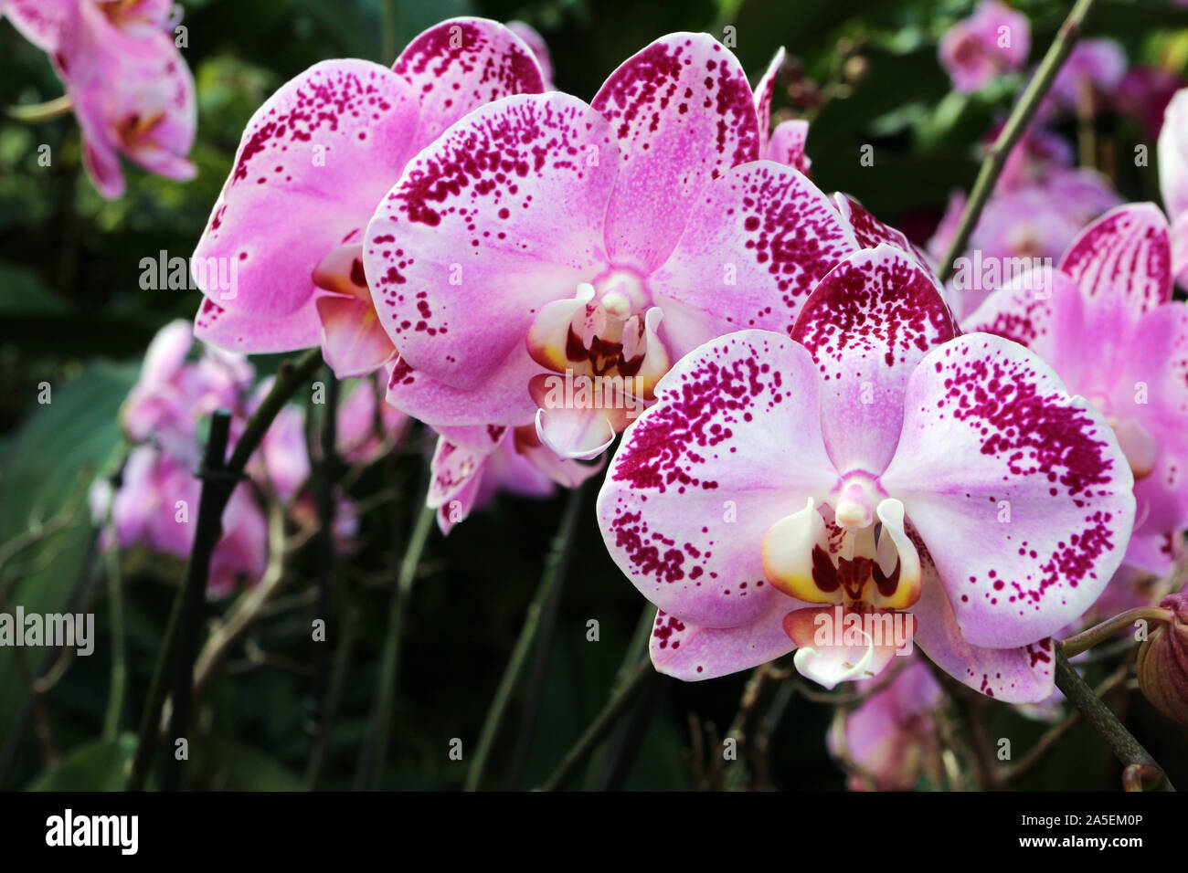 Close up of several Doritaenopsis orchids in full bloom Stock Photo