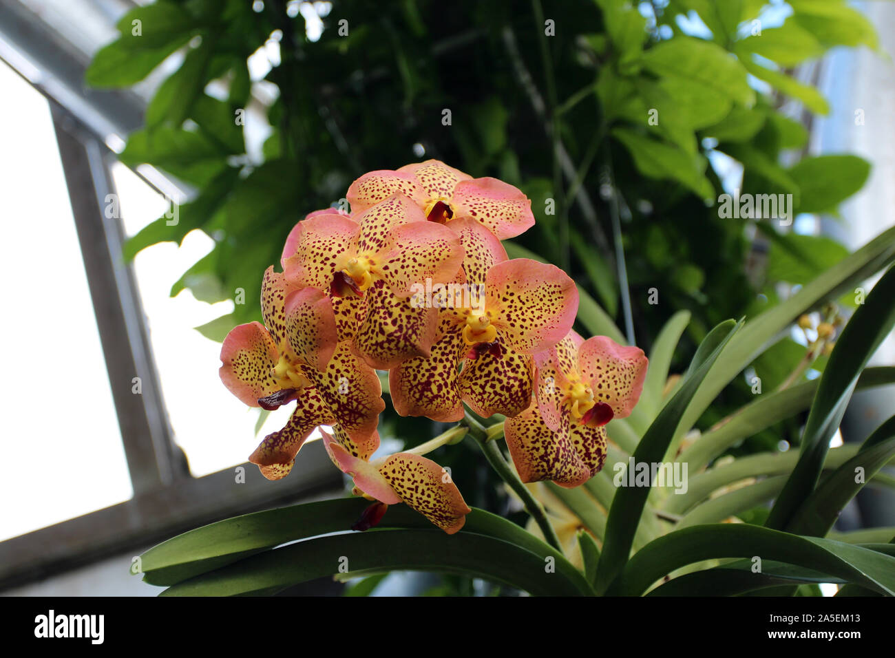 A flowering branch of a Gua Chia Long Surat, Vanda orchid in full bloom Stock Photo