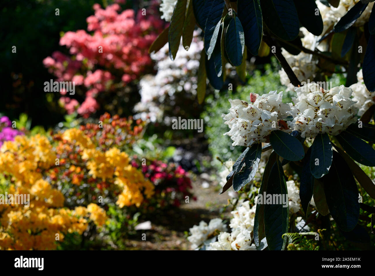 white rhododendron flowers,red azalea,backlit,contrast,combination,woodland,planting scheme,shade,shady,shaded,RM Floral Stock Photo