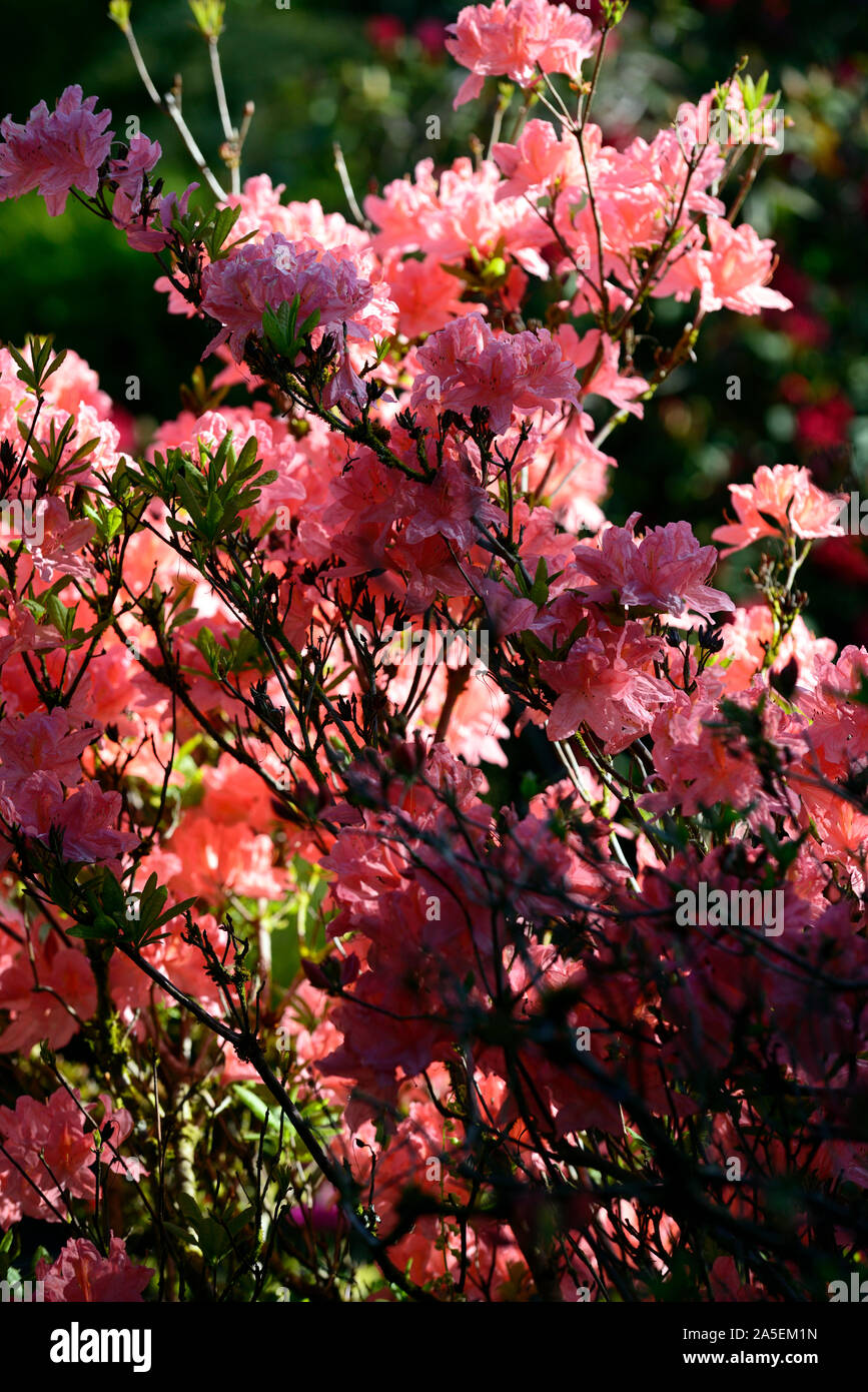 azalea,coral pink,flower,flowers,flowering,deciduous shrub,shrubs,small tree,spring,RM Floral Stock Photo