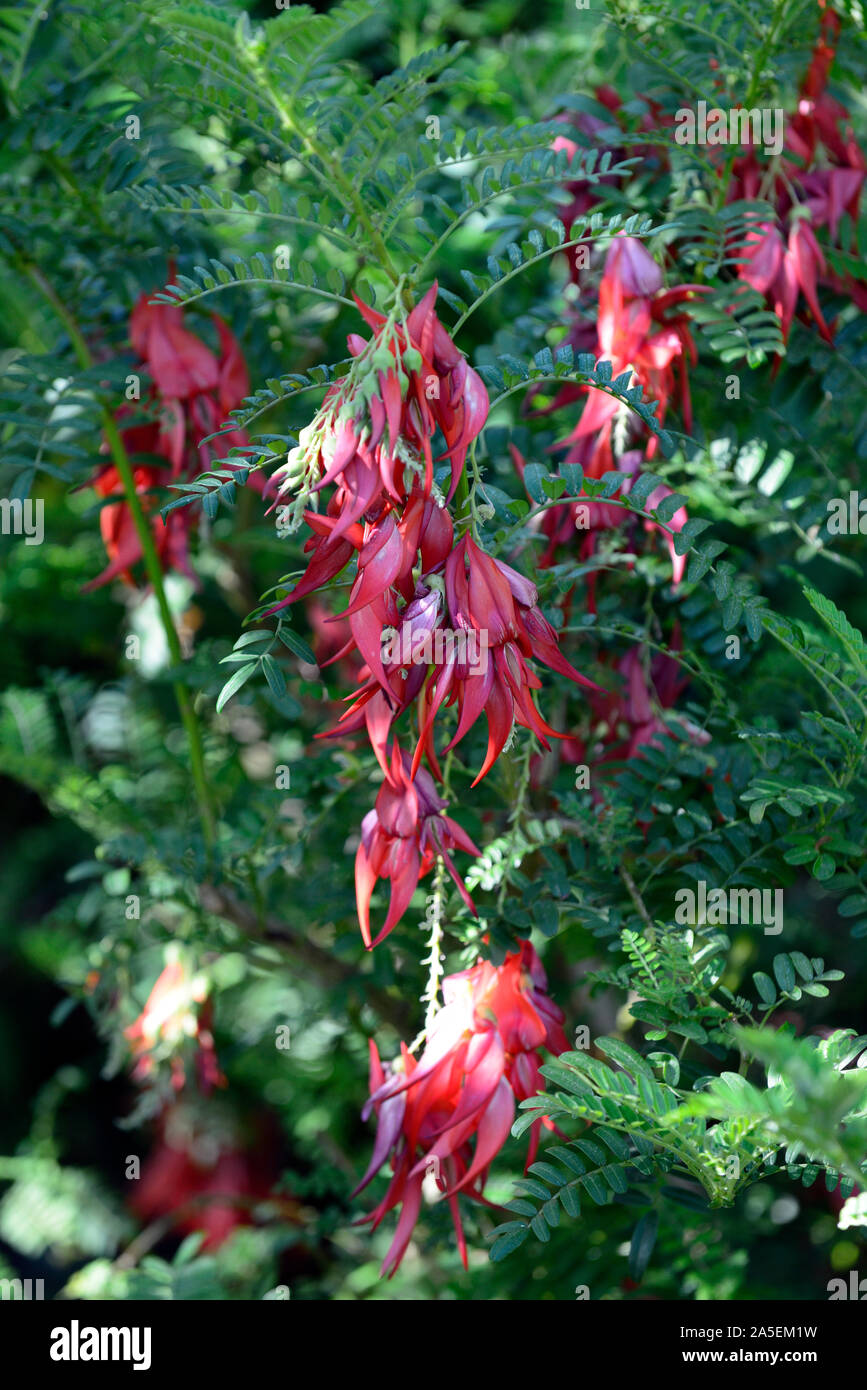 Clianthus puniceus Roseus,red flower,flowers,Lobster claw,tender perennial,plant,plants,RM Floral Stock Photo