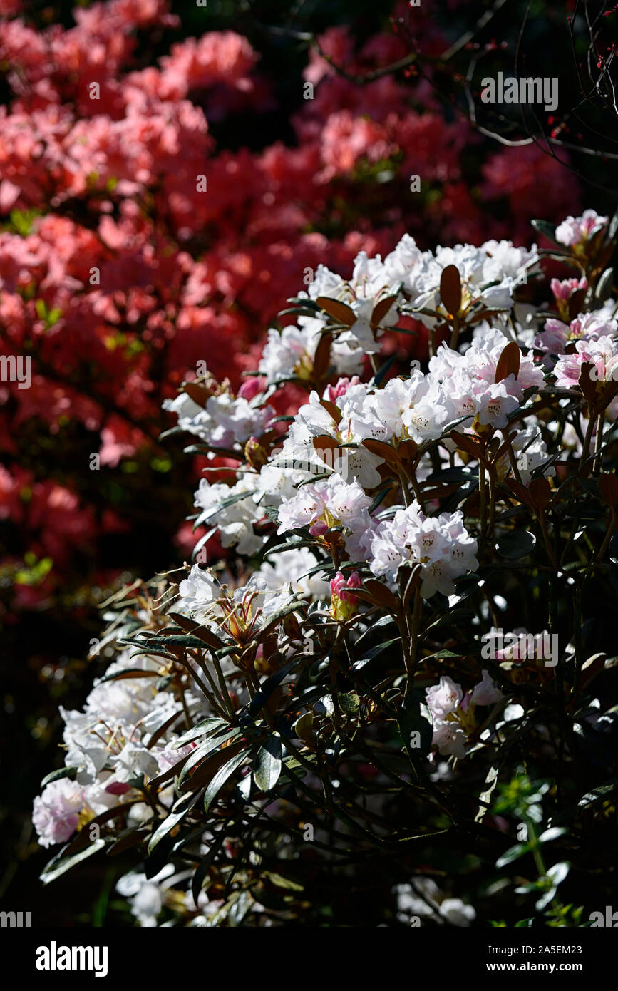 white rhododendron flowers,red azalea,backlit,contrast,combination,woodland,planting scheme,shade,shady,shaded,RM Floral Stock Photo