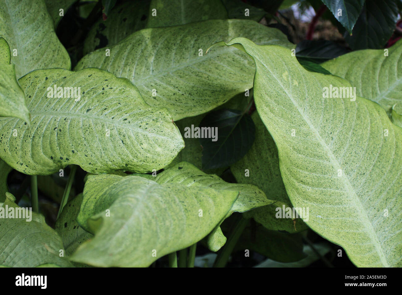 Close up of a cluster of Dumb cane, green speckled leaves Stock Photo