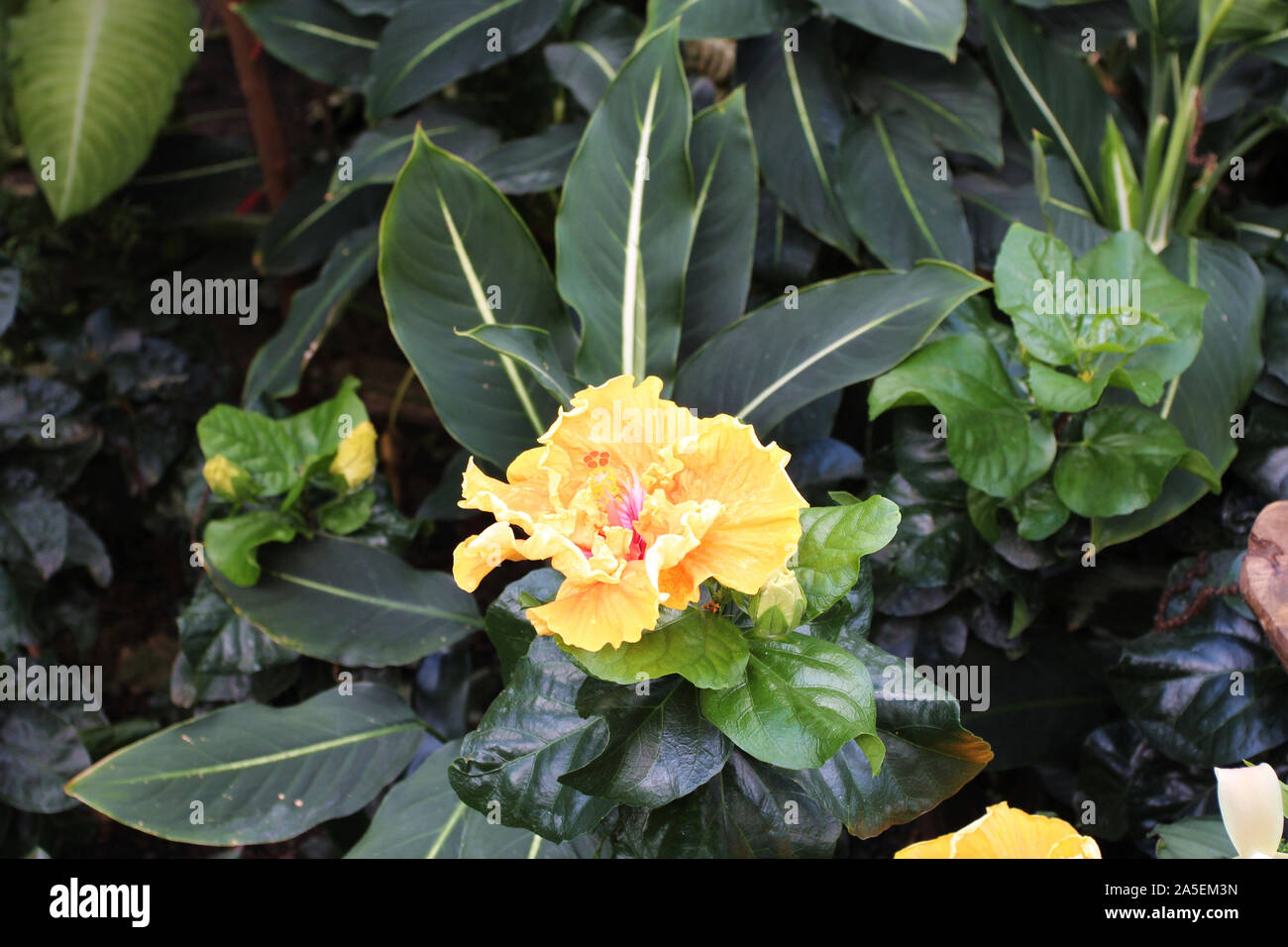 A yellow, double Hibiscus flower in full bloom Stock Photo