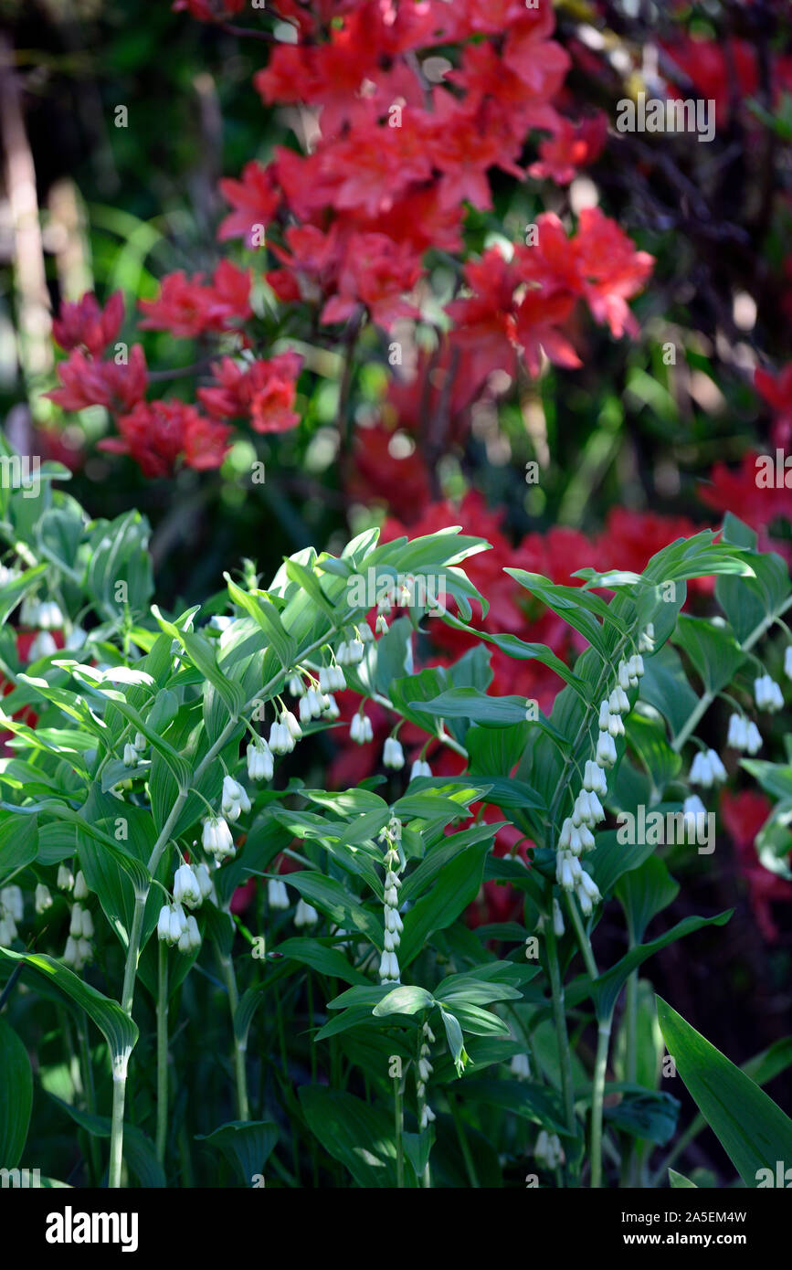 polygonatum biflorum,white flowers,red azalea, mix,mixed,contrast,combination,planting scheme,RM Floral Stock Photo