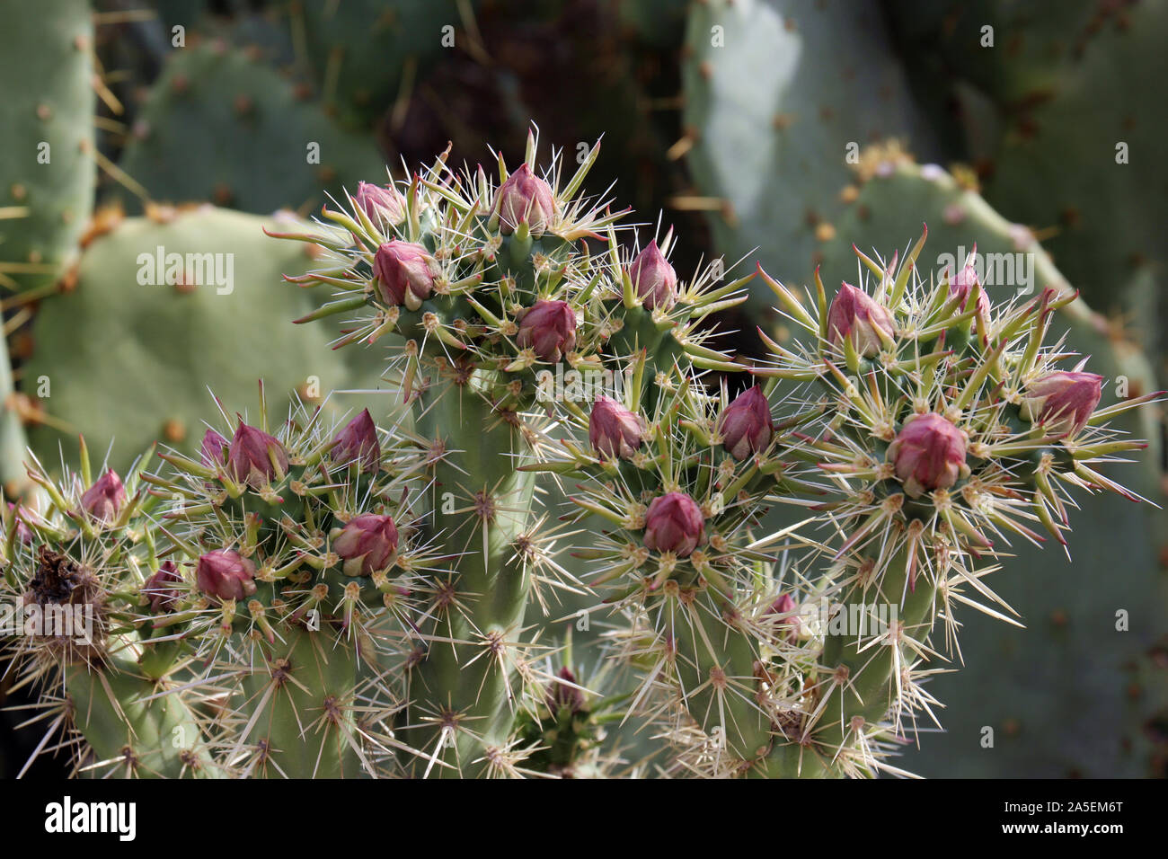 Close up of Prickly Pear Cacti topped with tight pink flower buds in the spring, in the desert of Arizona, USA Stock Photo