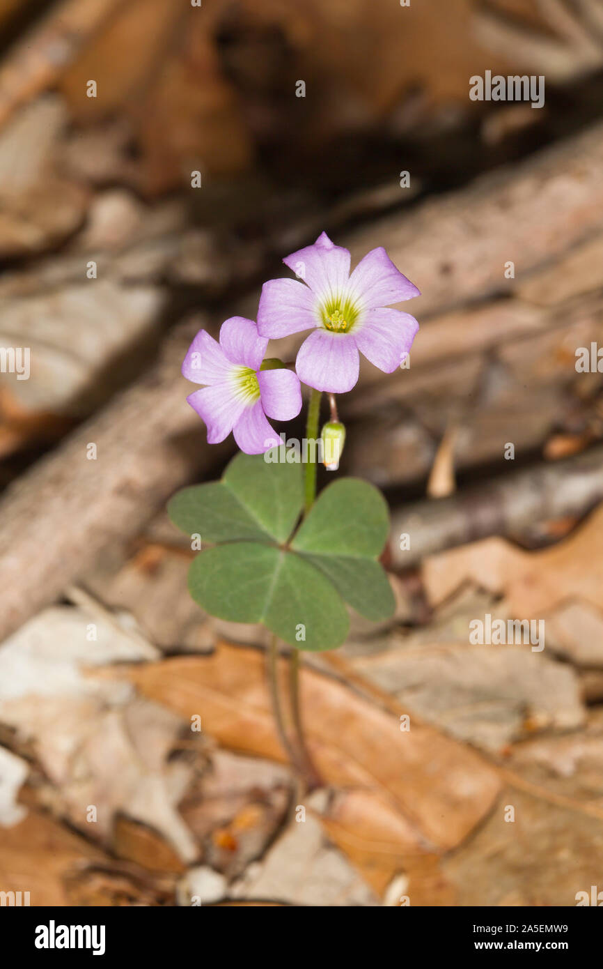 Violet Woodsorrel Oxalis Violacea Stock Photo Alamy