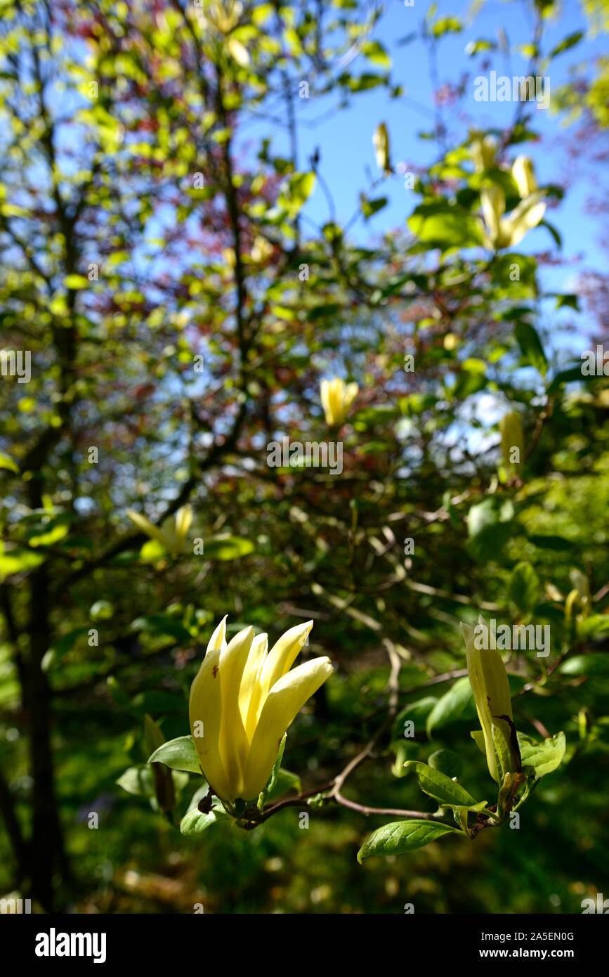 yellow magnolia flowers,blue sky,spring,woodland,wood,tree,trees,RM Floral Stock Photo