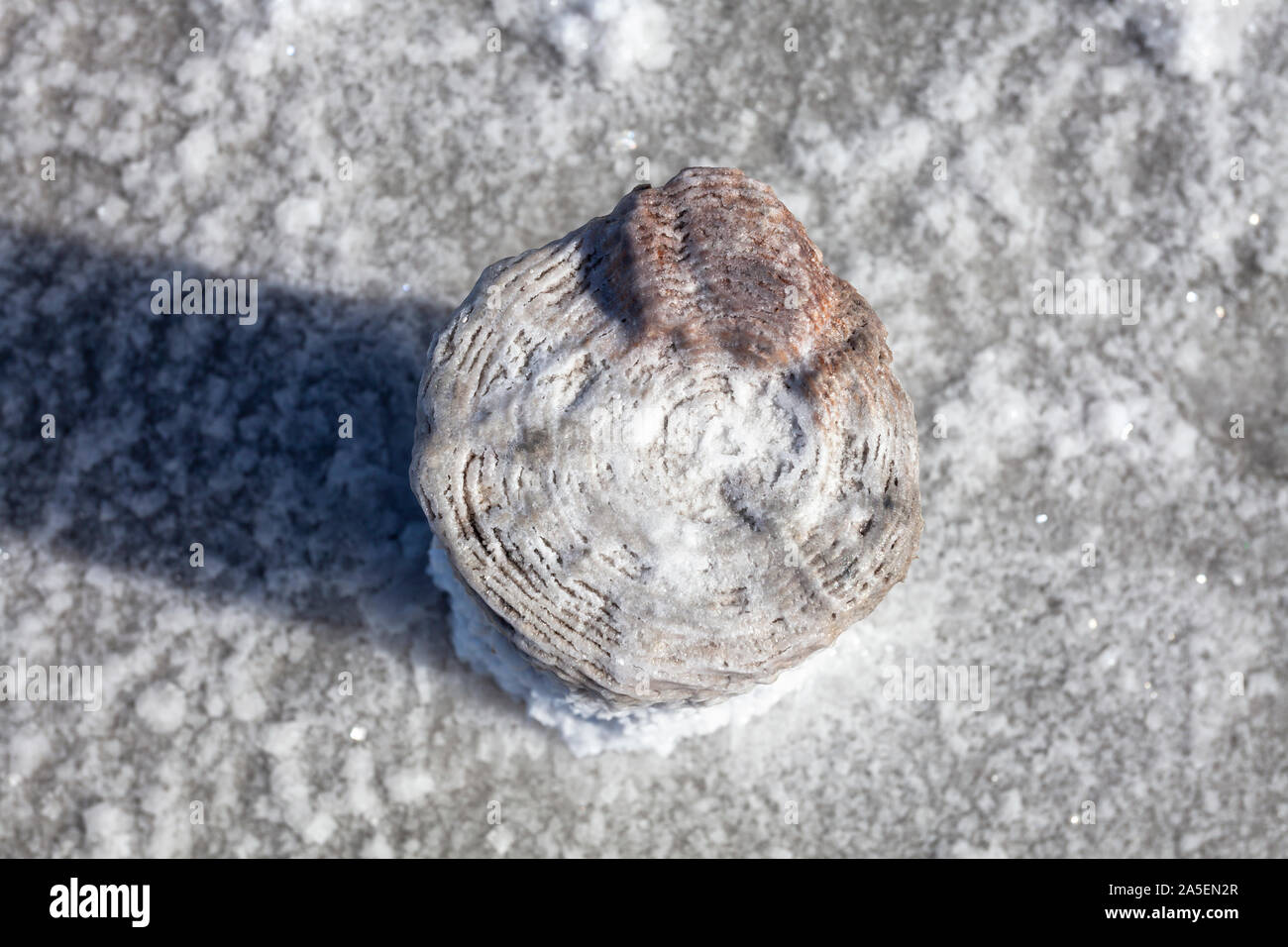Mud baths hires stock photography and images Alamy