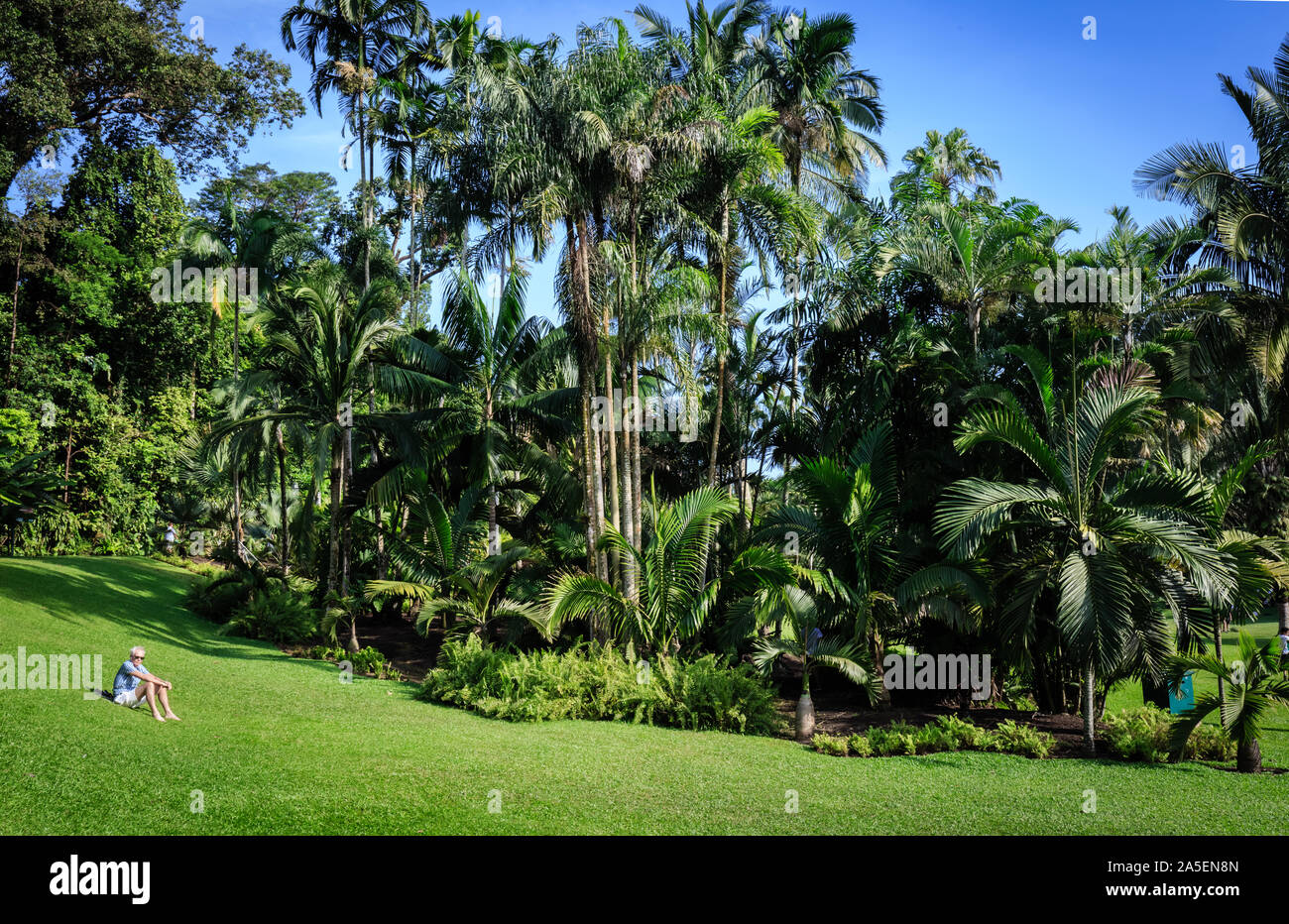 The singapore botanic garden, park hi-res stock photography and