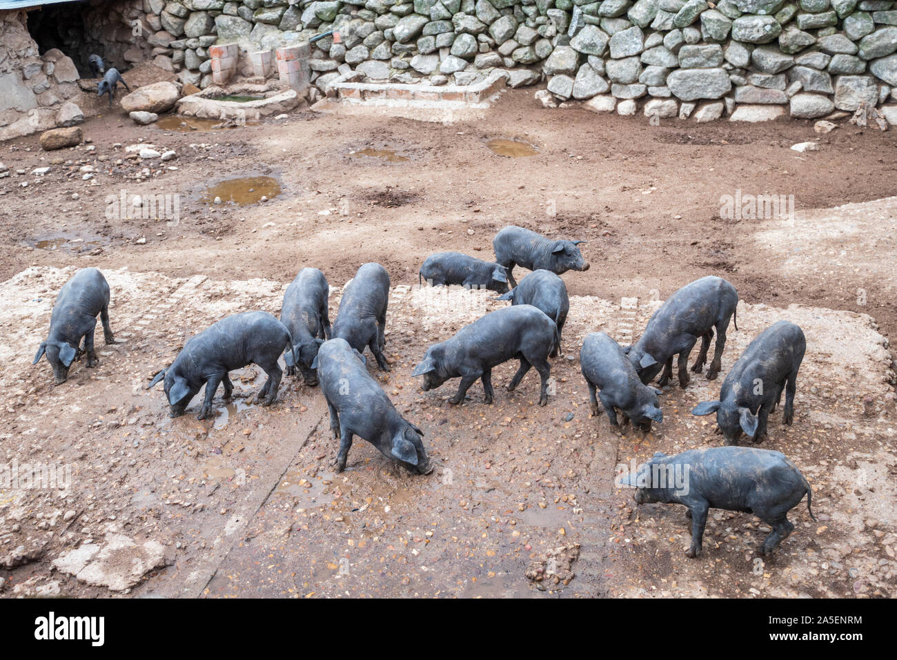 black iberian piglets play and roam around outside looking for food on a farm Stock Photo