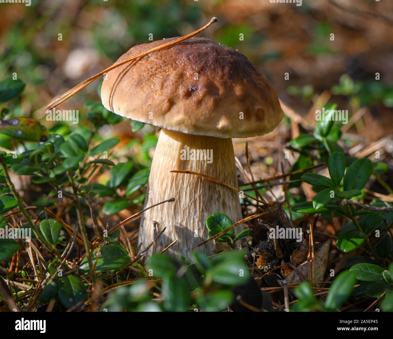 18 October 2019, Brandenburg, Briesen: A boletus grows in a forest in the Oder-Spree district. The porcini mushroom is one of the noblest edible mushrooms in our latitudes. Photo: Patrick Pleul/dpa-Zentralbild/ZB Stock Photo