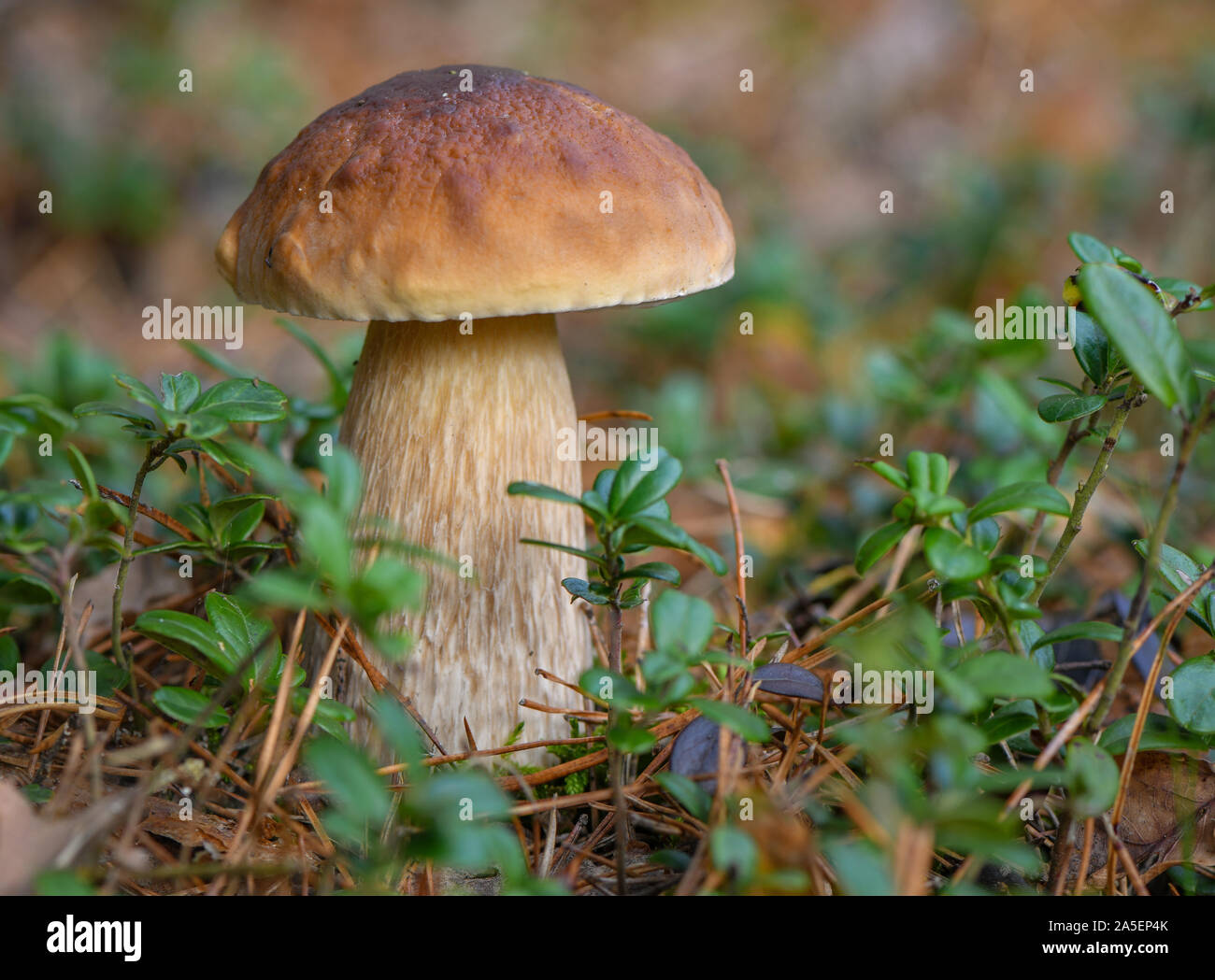18 October 2019, Brandenburg, Briesen: A boletus grows in a forest in the Oder-Spree district. The porcini mushroom is one of the noblest edible mushrooms in our latitudes. Photo: Patrick Pleul/dpa-Zentralbild/ZB Stock Photo