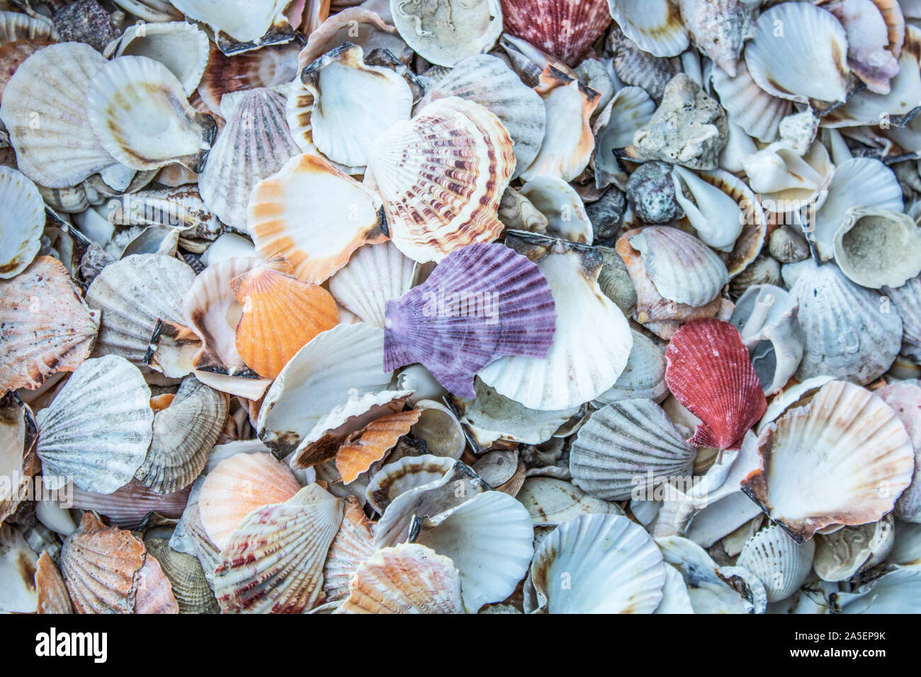 Sea shells. Different size and variety. Store for sale. Stack way Stock ...