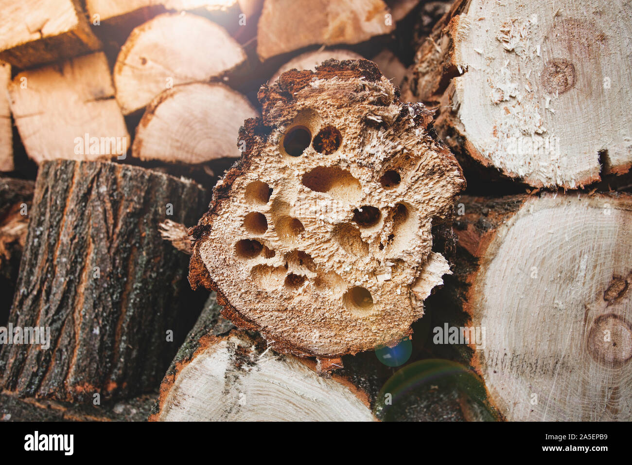 Firewood in holes from beetles.  Stock Photo