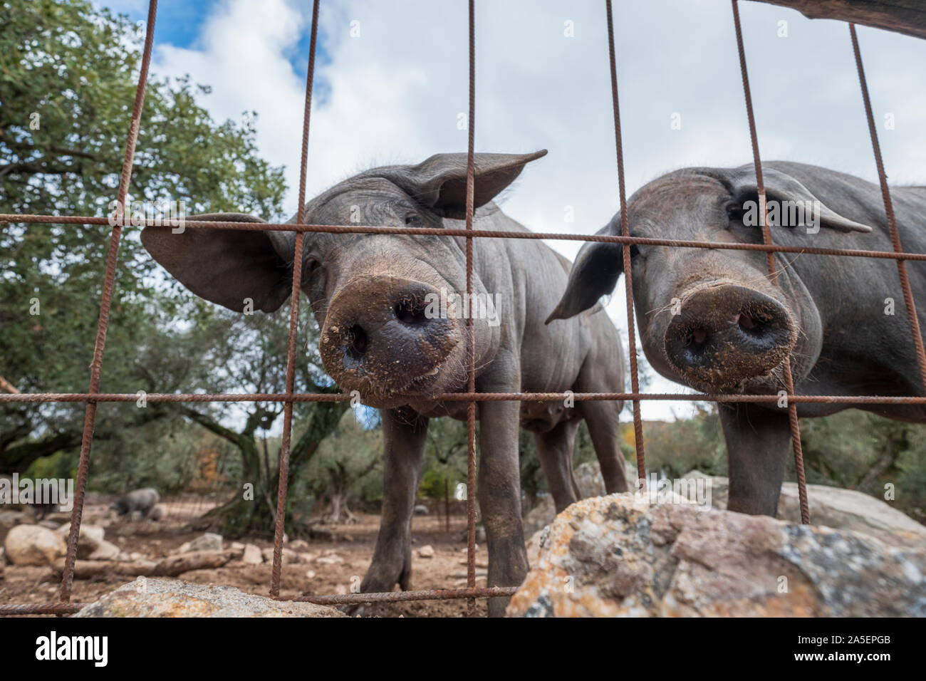 curious black iberian pig the pata negra stick their nose through the extremadura spain fence Stock Photo