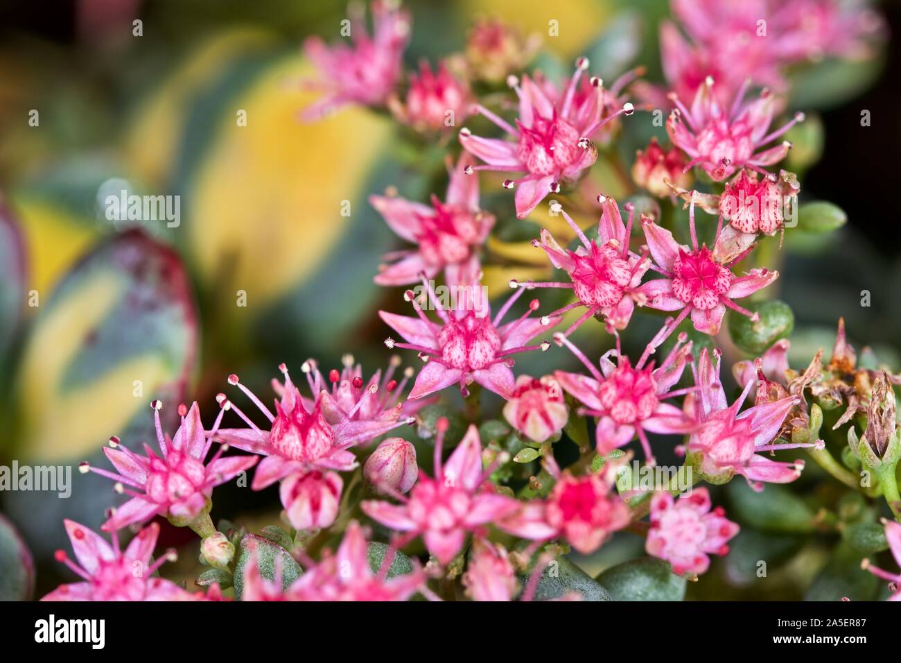 Beautiful pink star-shaped flowers of a Sedum Stock Photo
