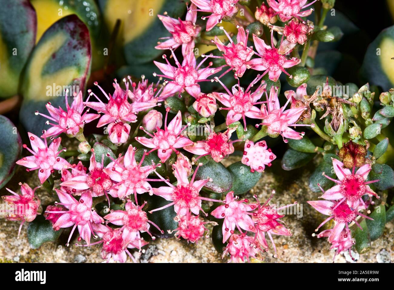 Beautiful pink star-shaped flowers of a Sedum Stock Photo