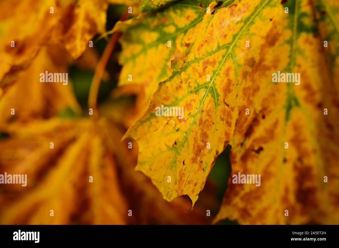 20 October 2019, Bavaria, Bad Staffelstein: An autumnal leaf. Photo: Nicolas Armer/dpa Stock Photo