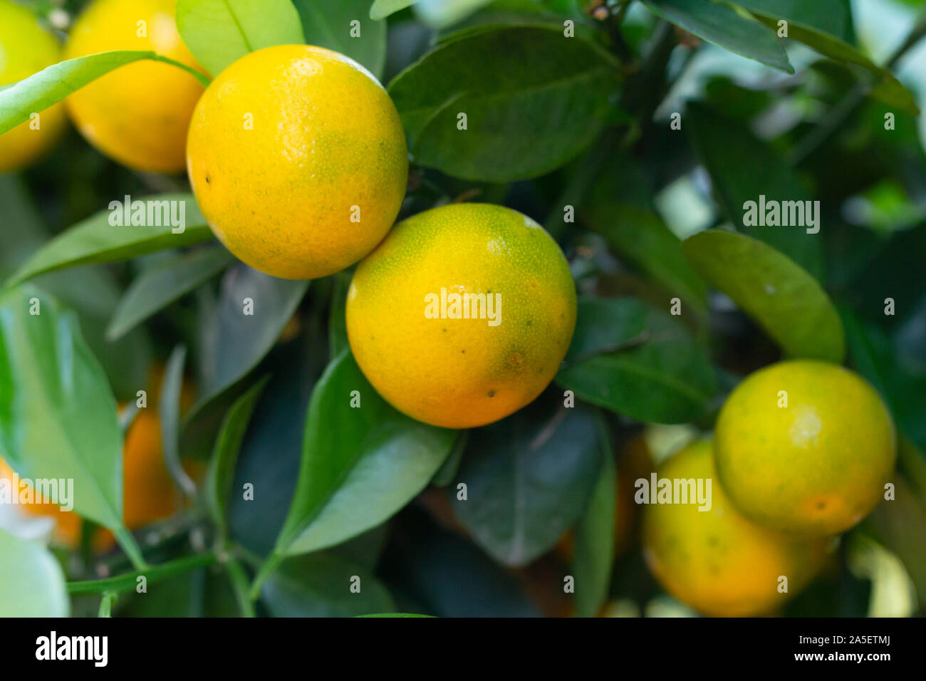 ripe calamondin on tree closeup Stock Photo