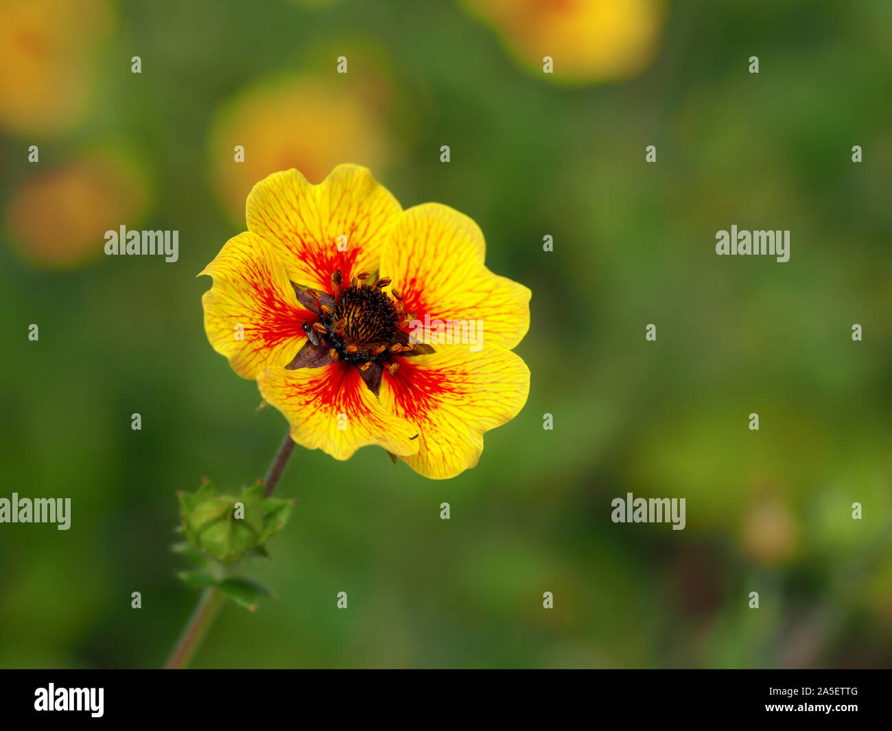 Bright yellow and red Potentilla 'Esta Ann' flower (cinquefoil) Stock Photo