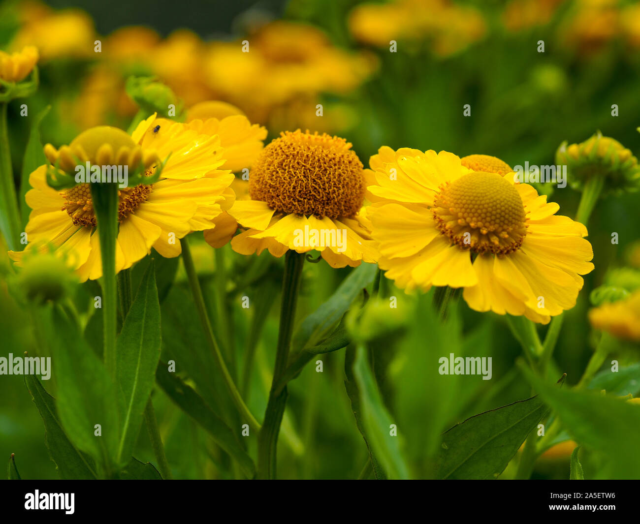 Bright yellow Helenium flowers (sneezeweed) in a garden Stock Photo