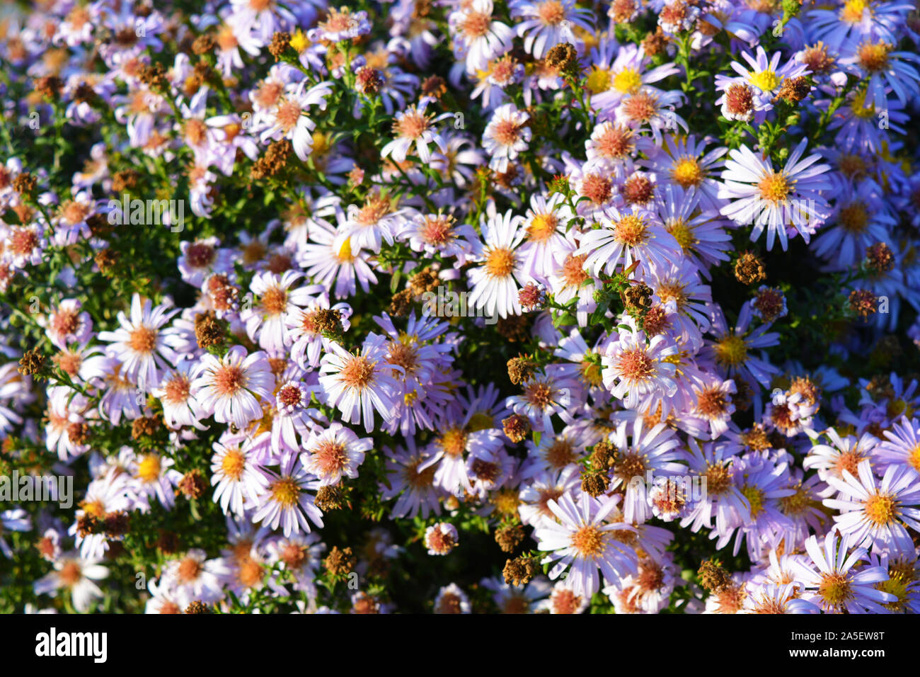 Delicate autumn Ukrainian undersized flowers that always bloom in September. Bright and colorful bush with large purple flowers, Symphyotrichum novi-b Stock Photo