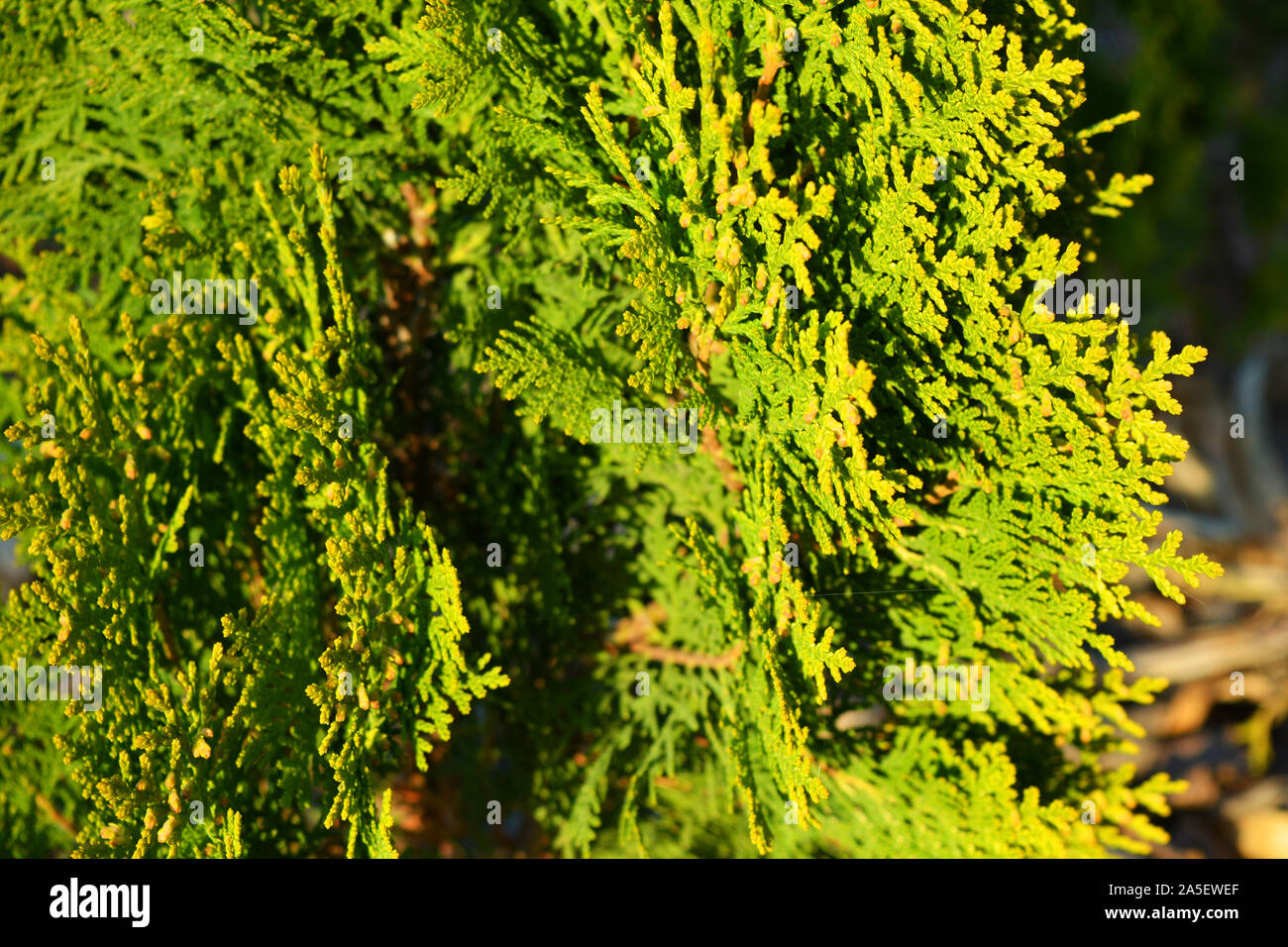 Branches and scaly leaves of a cypress plant. Thuja species orientalis Aurea Nana, arborvitaes, thujas or cedars in the light of the bright autumn sun Stock Photo