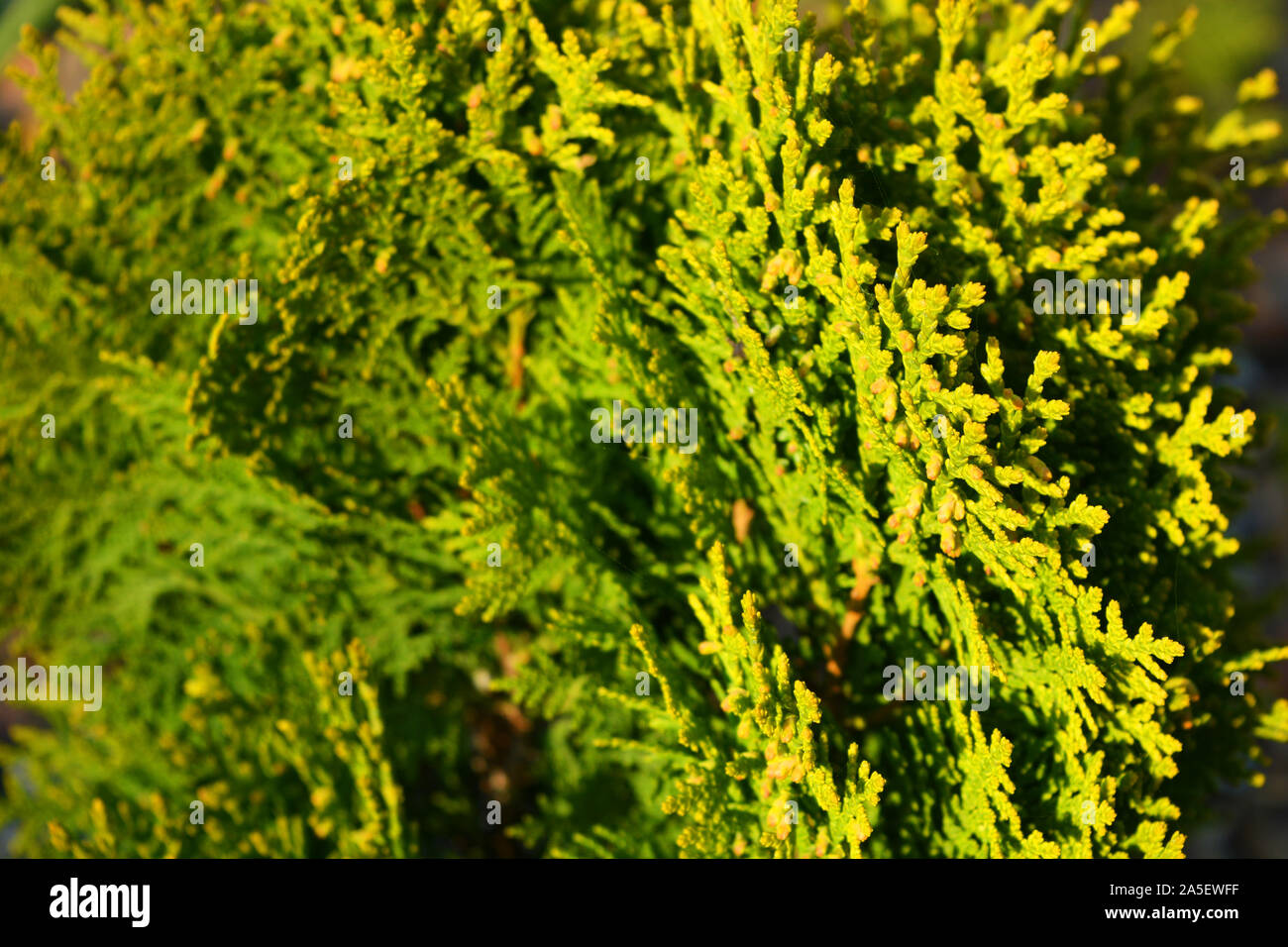 Branches and scaly leaves of a cypress plant. Thuja species orientalis Aurea Nana, arborvitaes, thujas or cedars in the light of the bright autumn sun Stock Photo