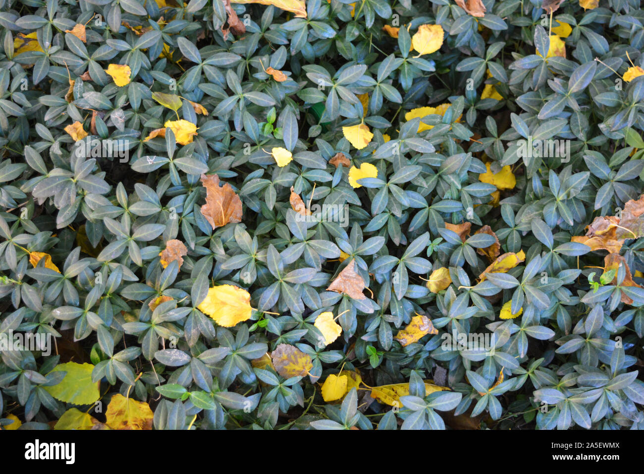 Bright, curly and colorful Ukrainian flowers of periwinkle with autumn
