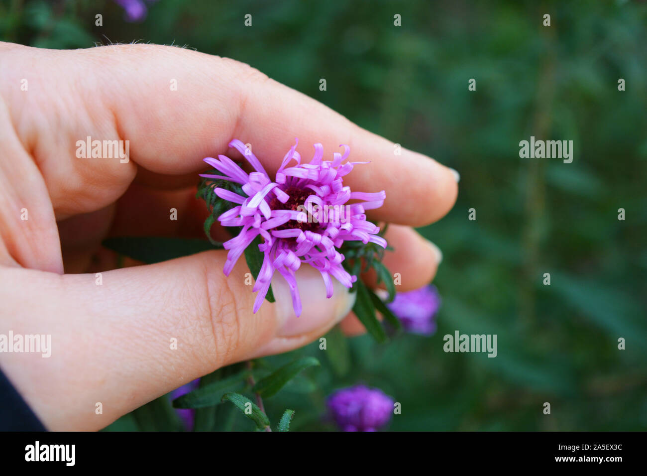 Bright and colorful bush with large purple flowers, Symphyotrichum novi-belgii, New York aster in a female hand. Stock Photo