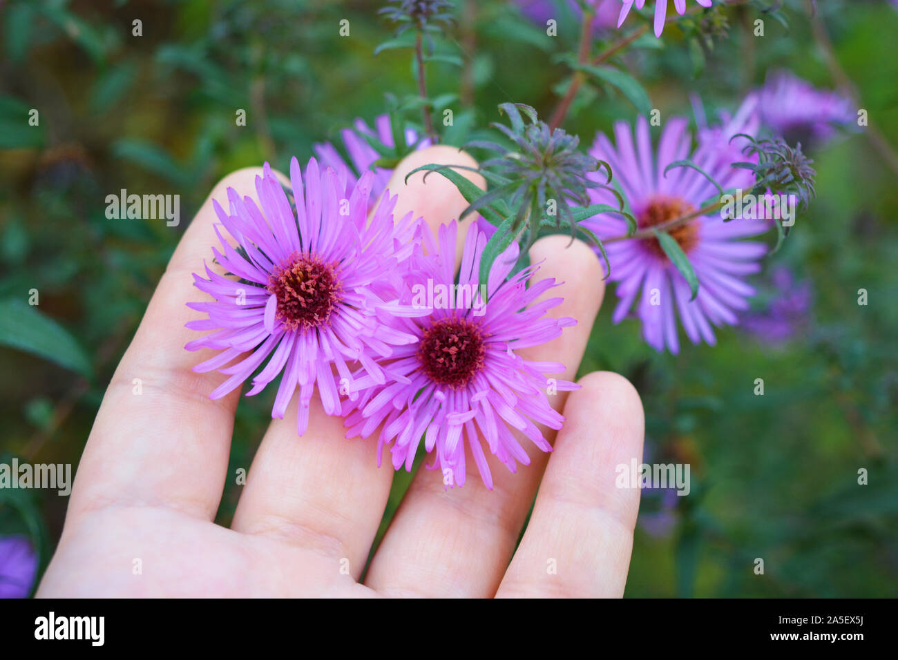 Bright and colorful bush with large purple flowers, Symphyotrichum novi-belgii, New York aster in a female hand. Stock Photo