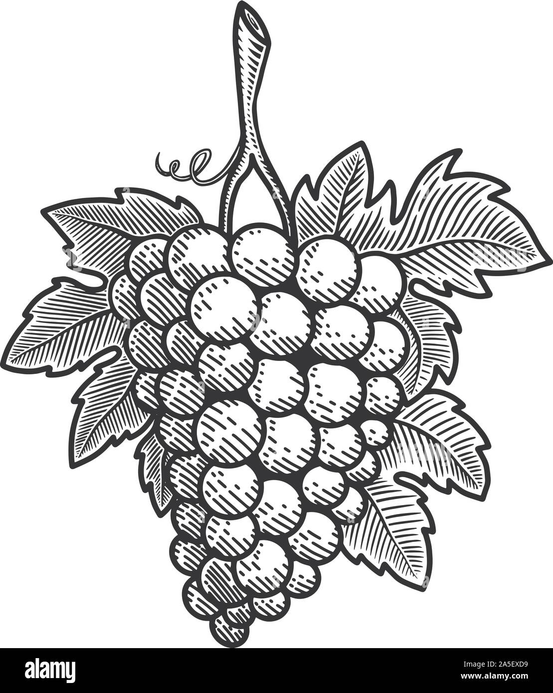 Illustration of grape in engraving style. Design element for poster ...