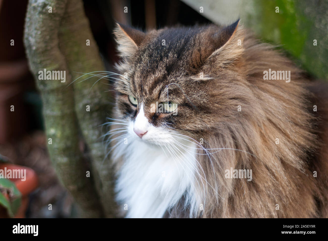 beautiful fluffy cat with very long whiskers and eyebrows Stock Photo