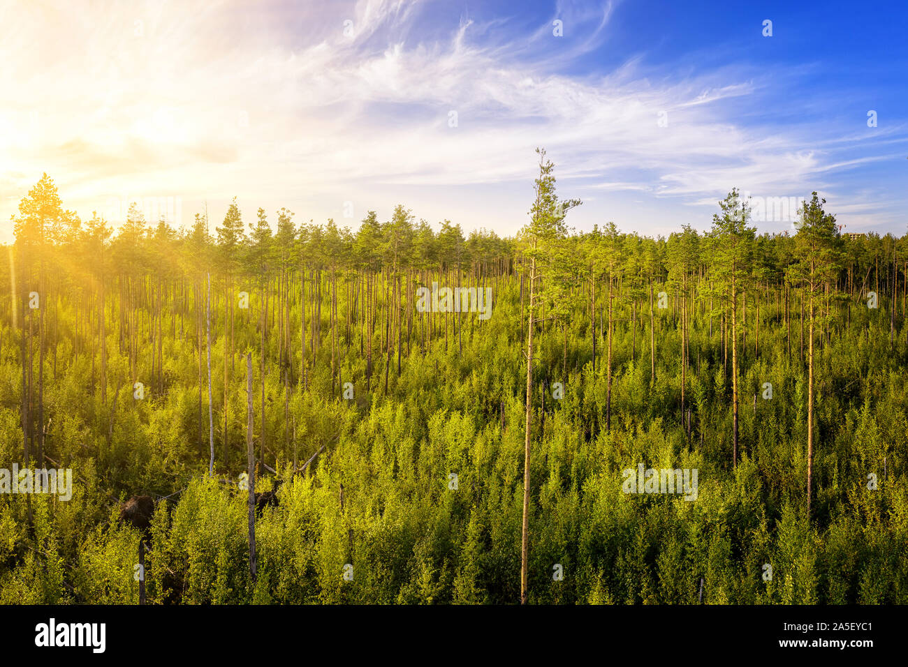 Coniferous forest aerial hi-res stock photography and images - Alamy