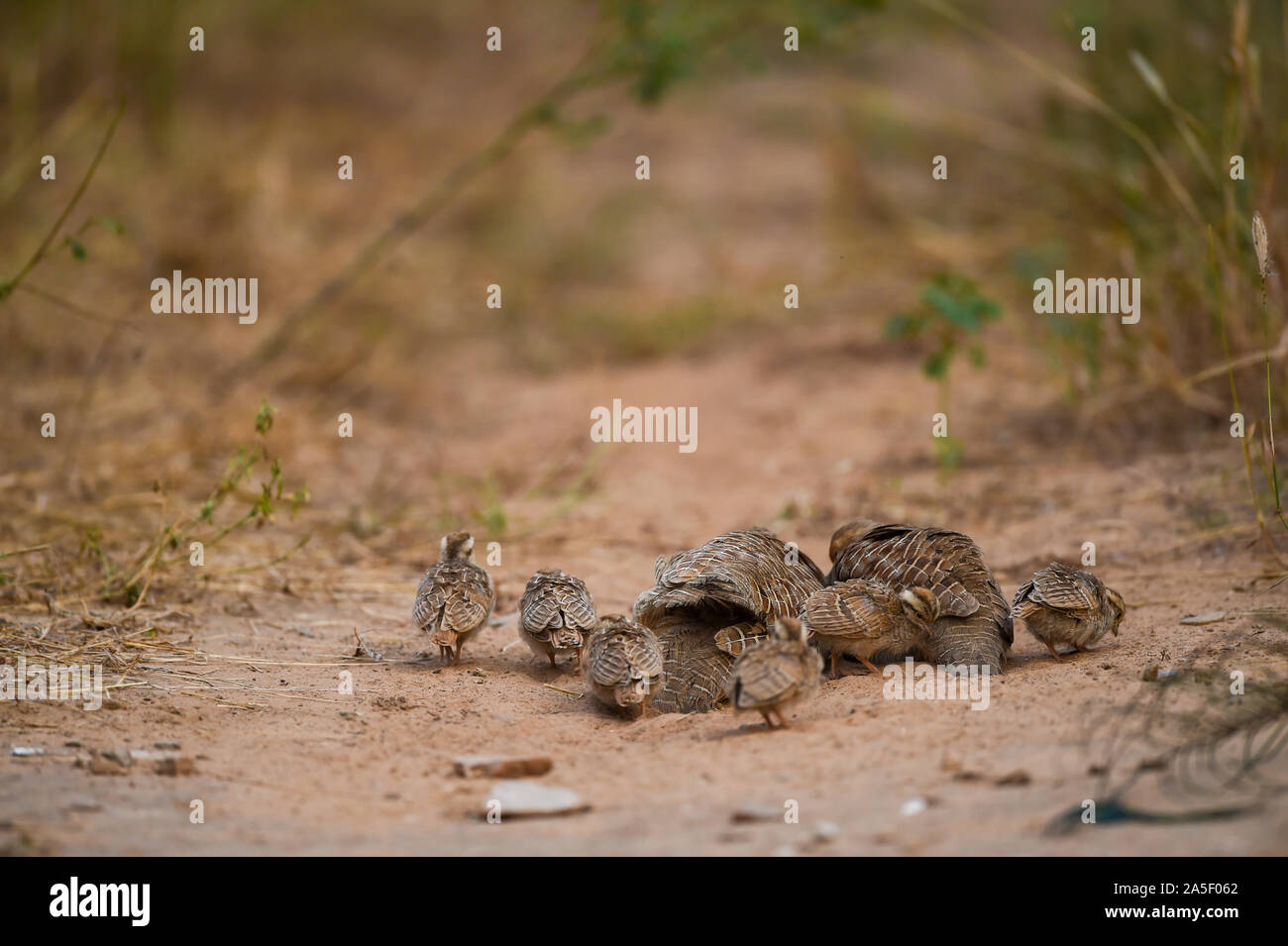 grey francolin or grey partridge or Francolinus pondicerianus family with chicks walking together on jungle track at Ranthambore national park, india Stock Photo
