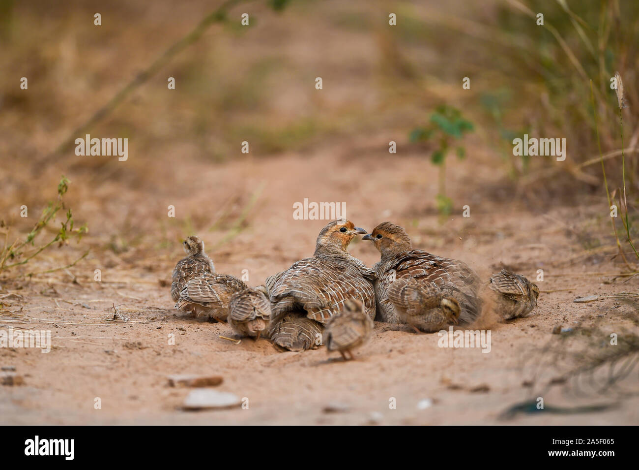 grey francolin or grey partridge or Francolinus pondicerianus family with chicks walking together on jungle track at Ranthambore national park, india Stock Photo
